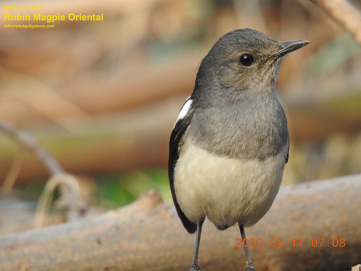 Magpie Robin (126) Coming Soon